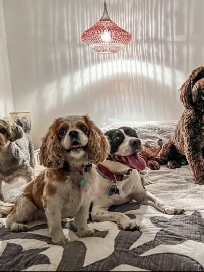 Brooklyn Dog Walk - Brooklyn, NY