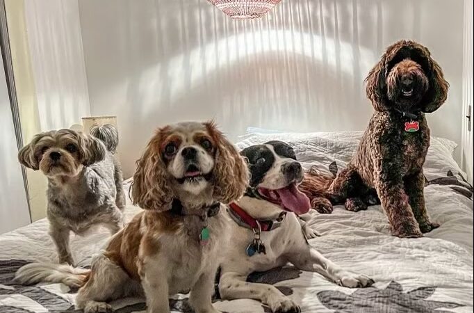 Brooklyn Dog Walk - Brooklyn, NY