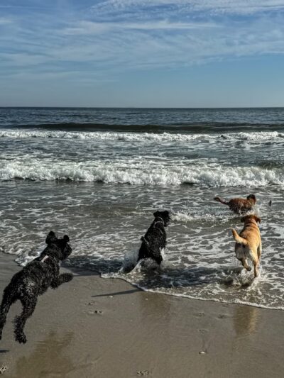 Brooklyn Dog Walk - Brooklyn, NY