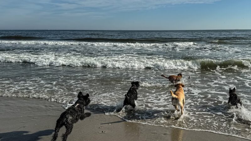 Brooklyn Dog Walk - Brooklyn, NY