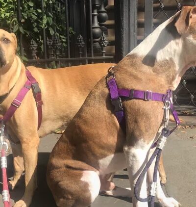 Brooklyn Family Dog walker - Brooklyn, NY