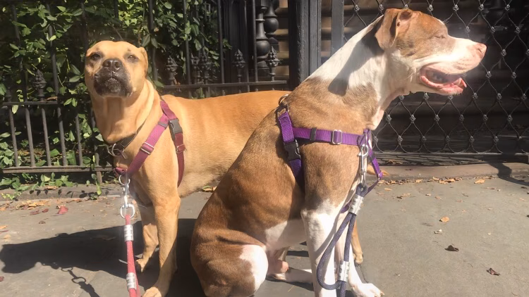Brooklyn Family Dog walker - Brooklyn, NY