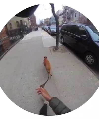 Brooklyn Family Dog walker - Brooklyn, NY