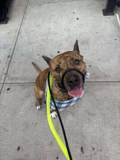 Brooklyn Family Dog walker - Brooklyn, NY