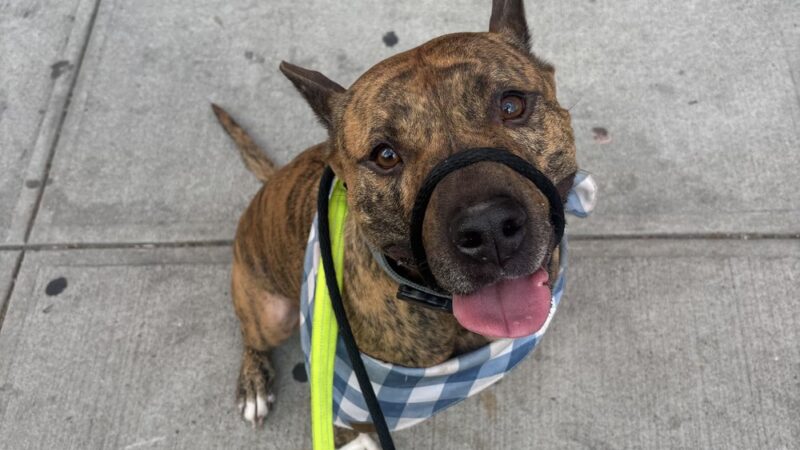 Brooklyn Family Dog walker - Brooklyn, NY