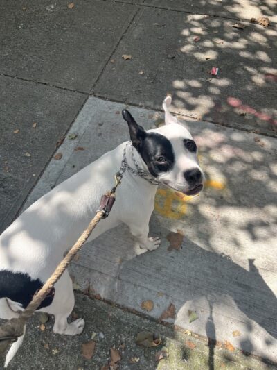 Brooklyn Family Dog walker - Brooklyn, NY