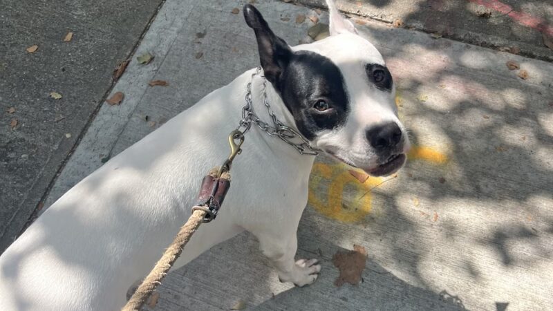 Brooklyn Family Dog walker - Brooklyn, NY