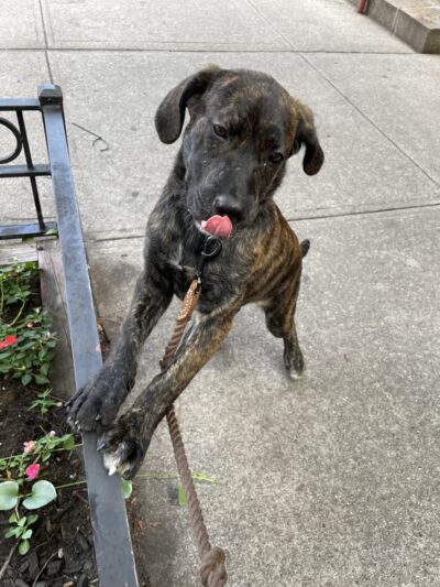 Brooklyn Family Dog walker - Brooklyn, NY