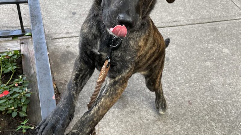 Brooklyn Family Dog walker - Brooklyn, NY