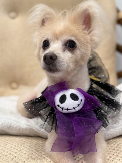 Brooklyn Paw House - Brooklyn, NY