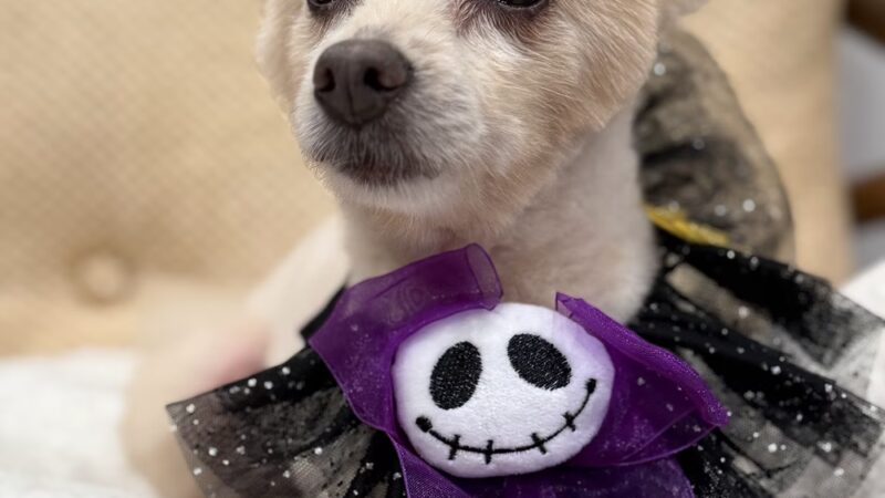 Brooklyn Paw House - Brooklyn, NY