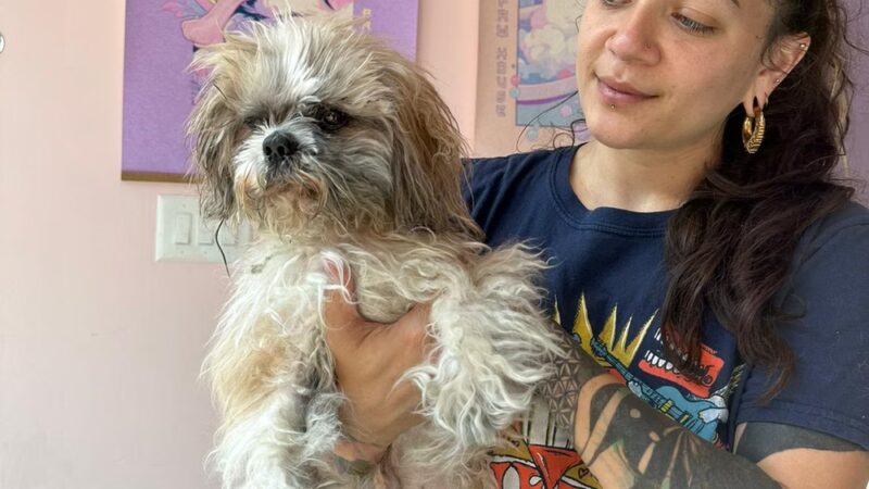 Brooklyn Paw House - Brooklyn, NY