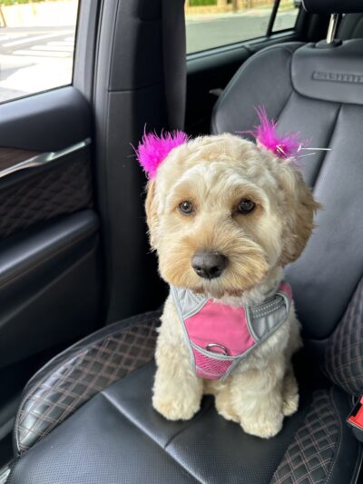 Brooklyn Paw House - Brooklyn, NY