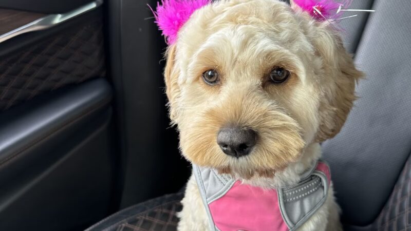 Brooklyn Paw House - Brooklyn, NY