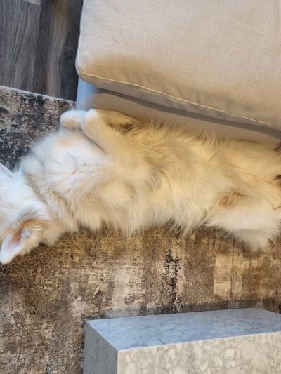 Brooklyn Unleashed - Brooklyn, NY