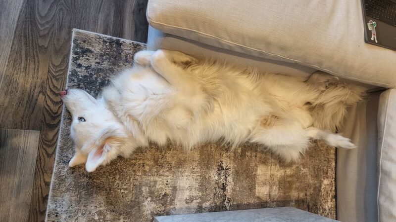 Brooklyn Unleashed - Brooklyn, NY