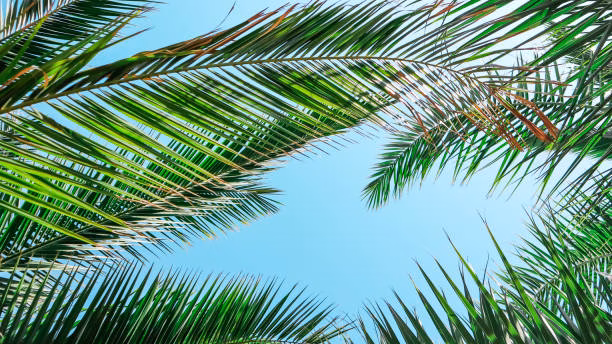 Charlotte Beach - Brooklyn, NY