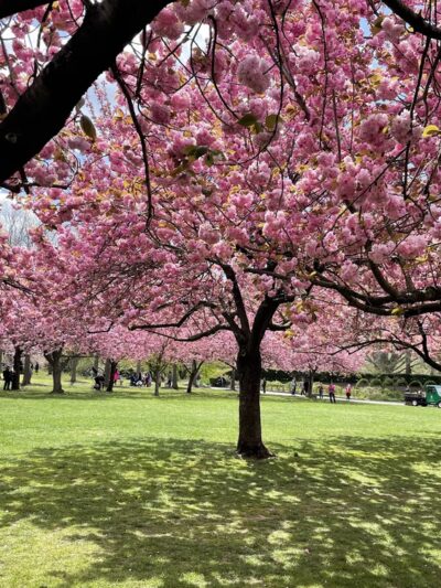 Cherry Esplanade - Brooklyn, NY