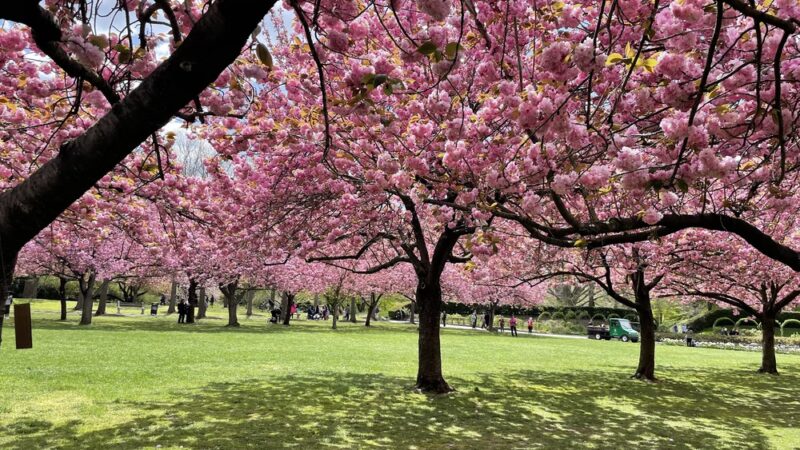 Cherry Esplanade - Brooklyn, NY