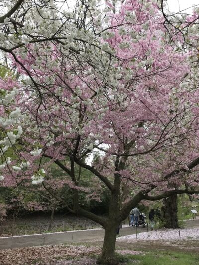 Cherry Esplanade - Brooklyn, NY