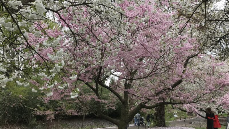 Cherry Esplanade - Brooklyn, NY