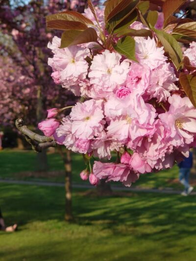 Cherry Esplanade - Brooklyn, NY