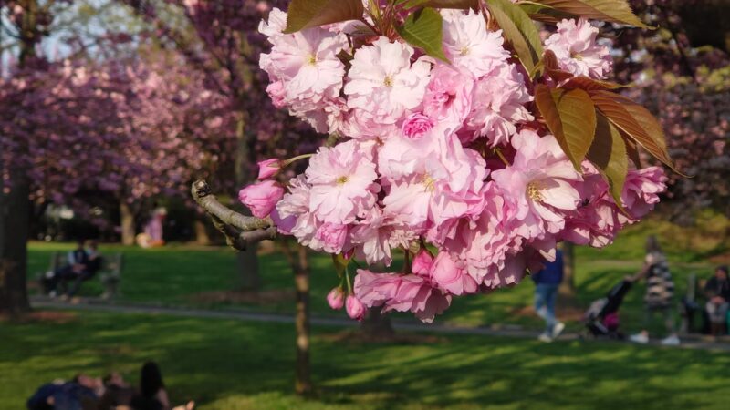 Cherry Esplanade - Brooklyn, NY