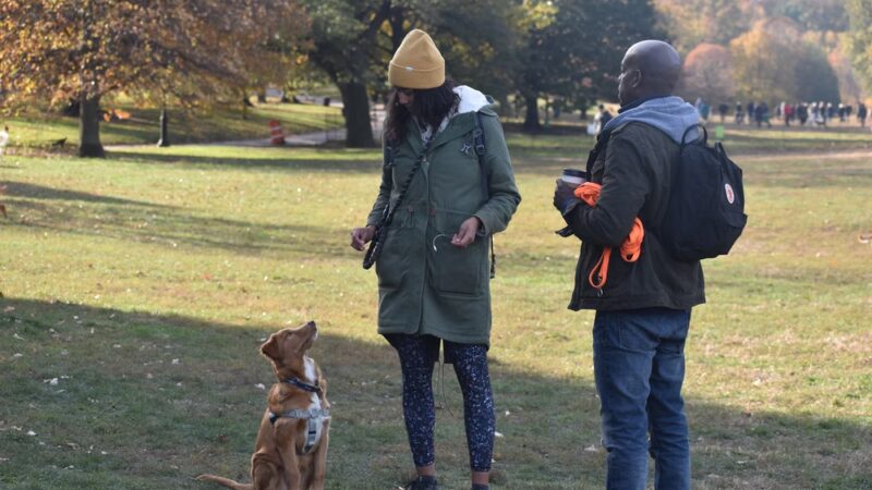 Corey Harden K9 - Brooklyn, NY