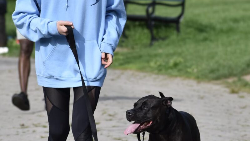 Corey Harden K9 - Brooklyn, NY