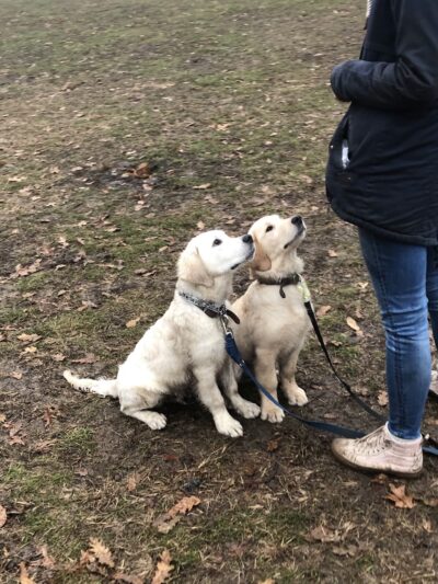Corey Harden K9 - Brooklyn, NY