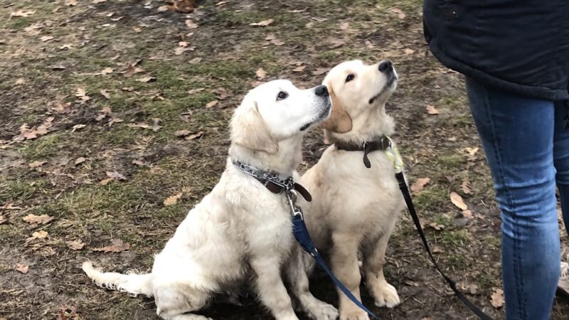 Corey Harden K9 - Brooklyn, NY