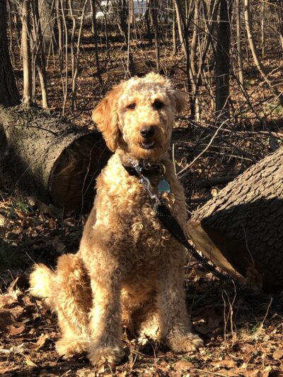 Corey Harden K9 - Brooklyn, NY