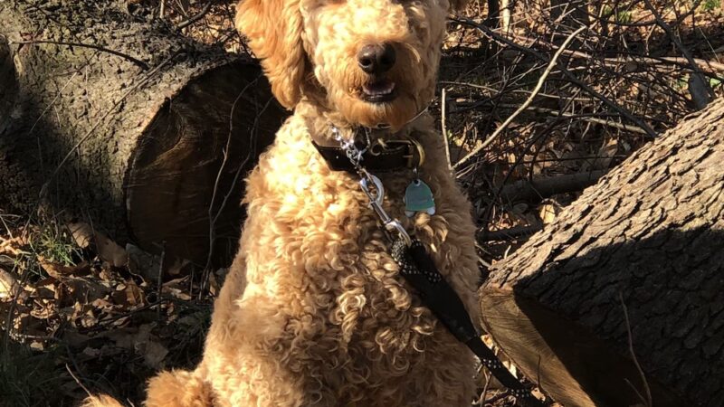 Corey Harden K9 - Brooklyn, NY