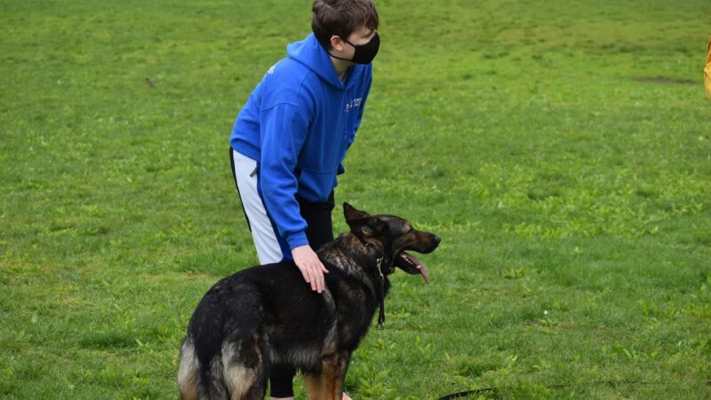 Corey Harden K9 - Brooklyn, NY