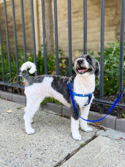 Cristina's Dog Club - Brooklyn, NY