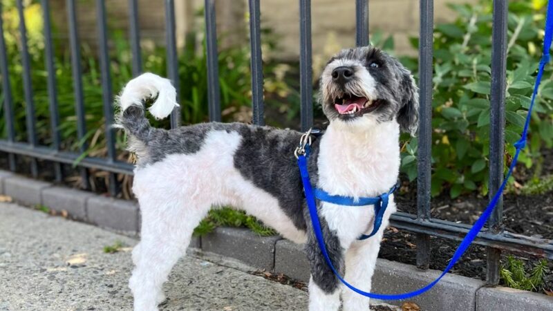 Cristina's Dog Club - Brooklyn, NY