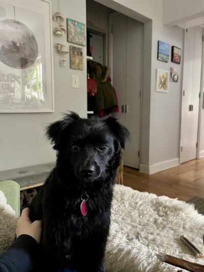 Cristina's Dog Club - Brooklyn, NY