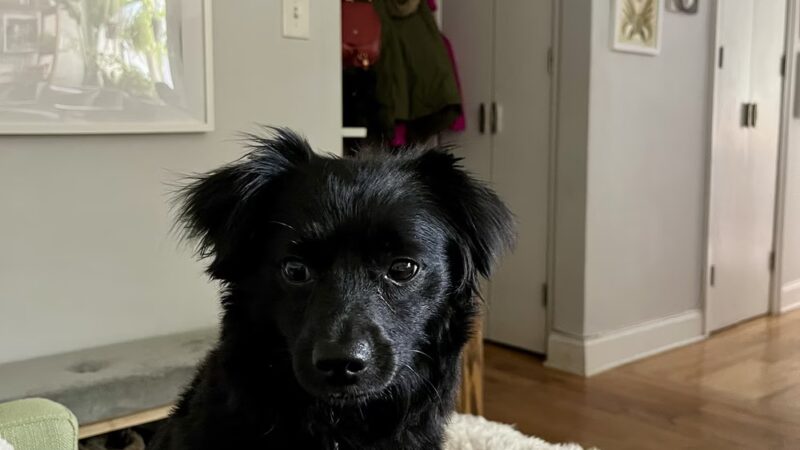 Cristina's Dog Club - Brooklyn, NY