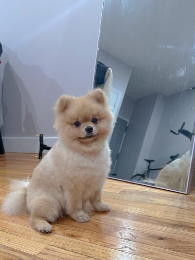 Cristina's Dog Club - Brooklyn, NY