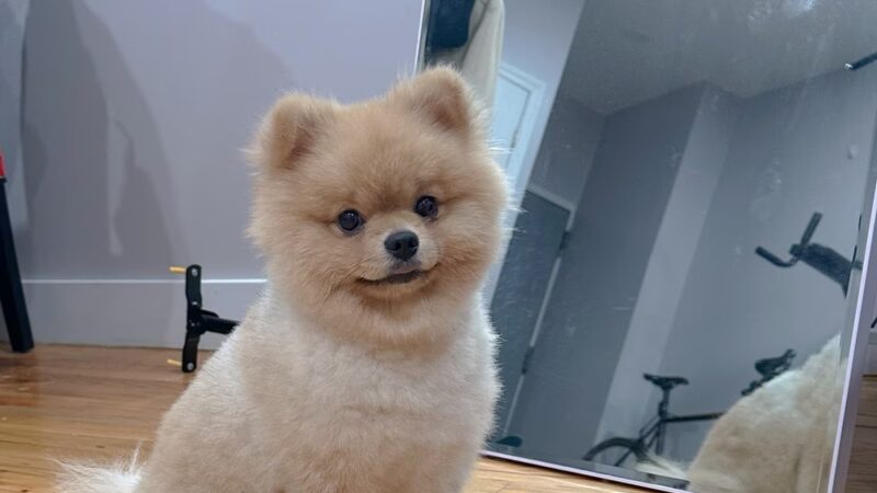 Cristina's Dog Club - Brooklyn, NY