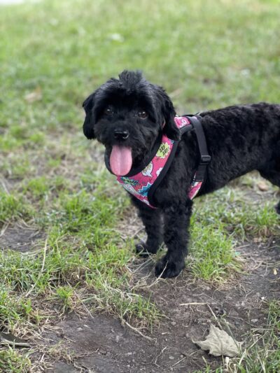 Cristina's Dog Club - Brooklyn, NY