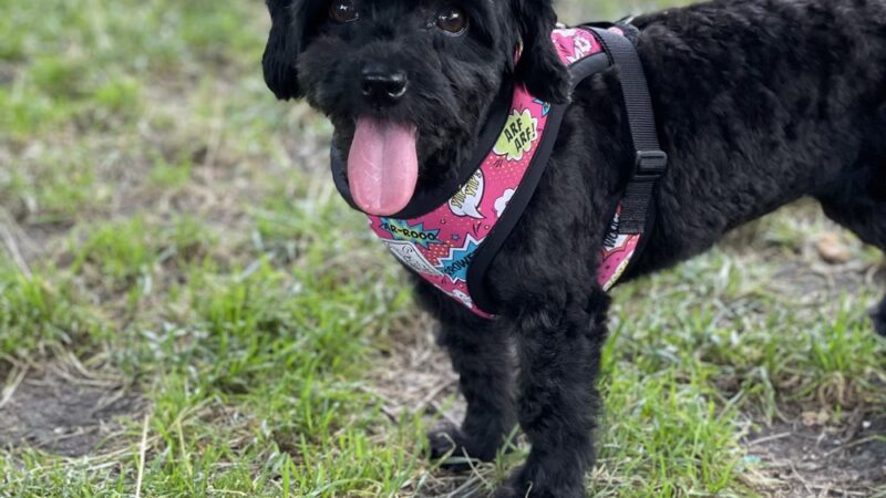 Cristina's Dog Club - Brooklyn, NY