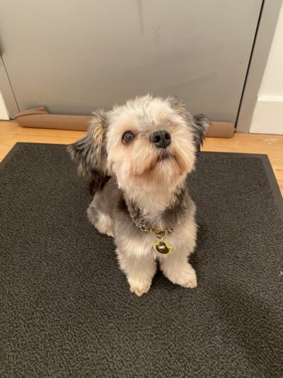 Cristina's Dog Club - Brooklyn, NY