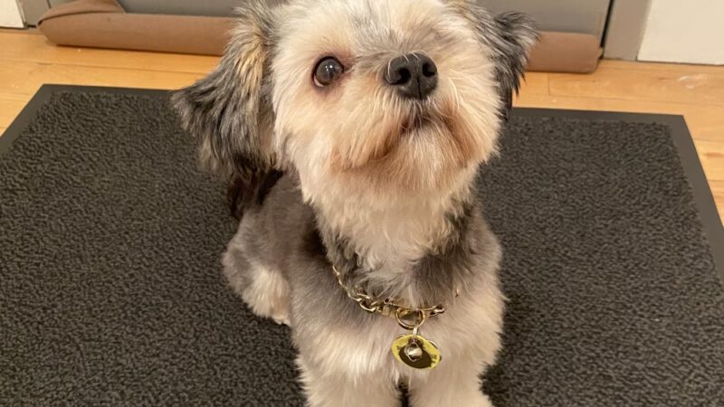 Cristina's Dog Club - Brooklyn, NY