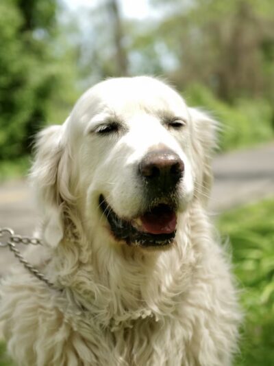 Dan's Pet Care - Brooklyn - Brooklyn, NY