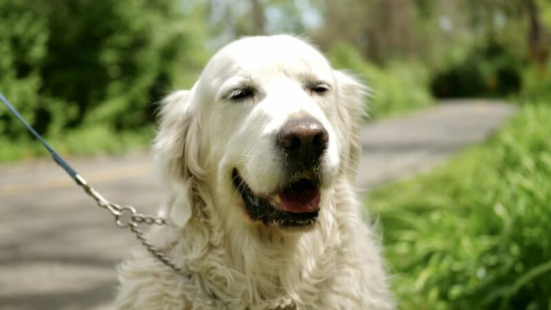 Dan's Pet Care - Brooklyn - Brooklyn, NY