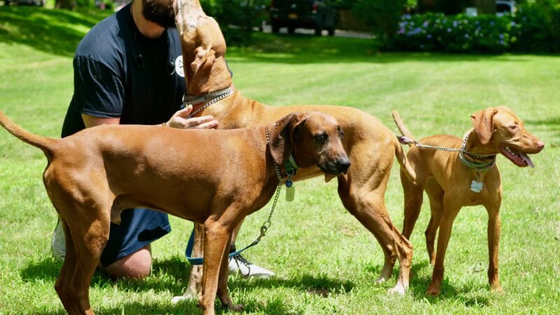 Dan's Pet Care - Brooklyn - Brooklyn, NY