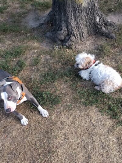 Detective Joseph Mayrose Park - Brooklyn, NY