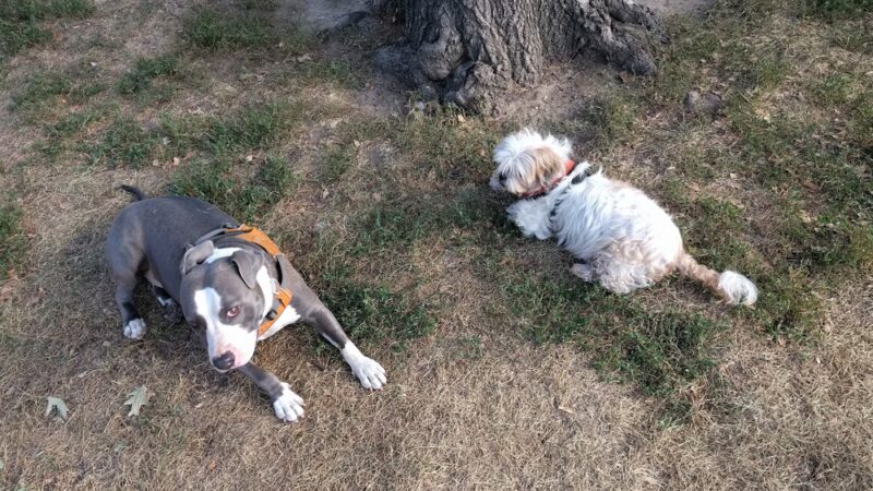 Detective Joseph Mayrose Park - Brooklyn, NY