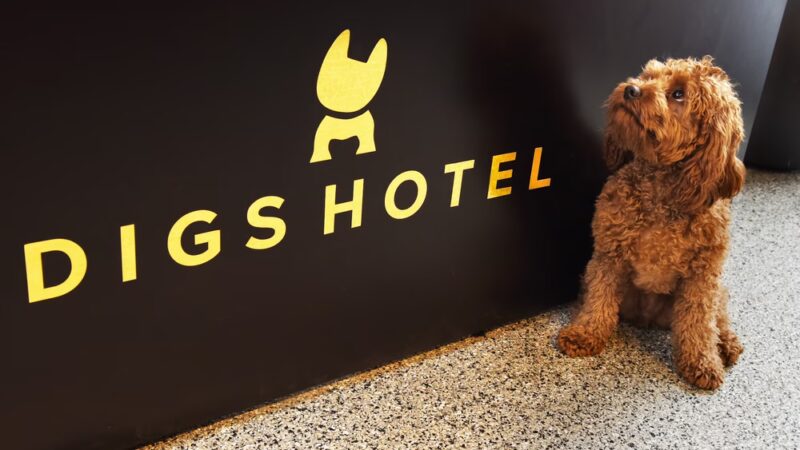 DIGS Canine Hotel Spa & Daycare - Brooklyn, NY